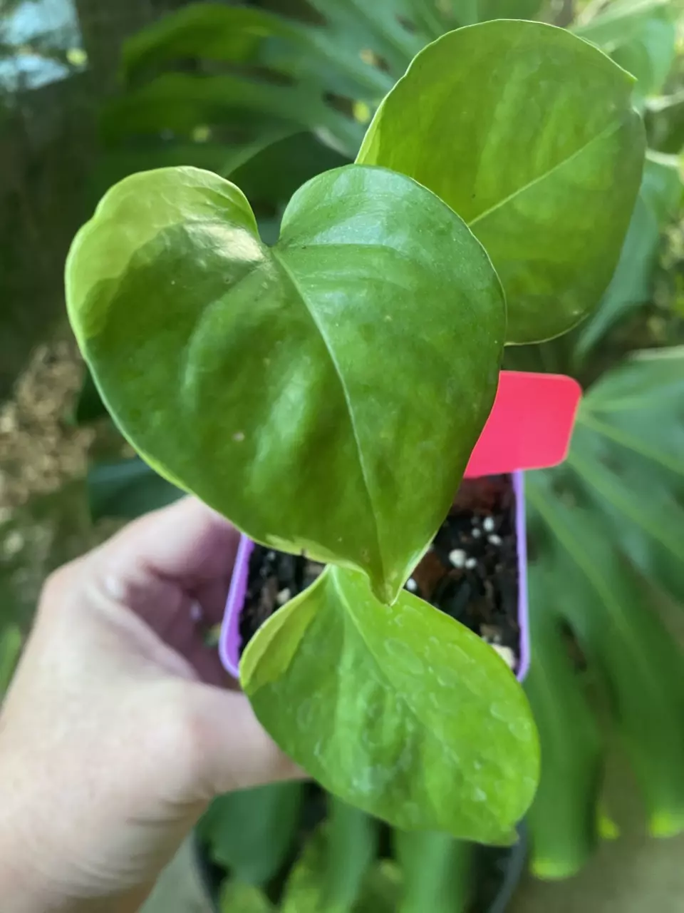 plant/Poonsin Pothos-0