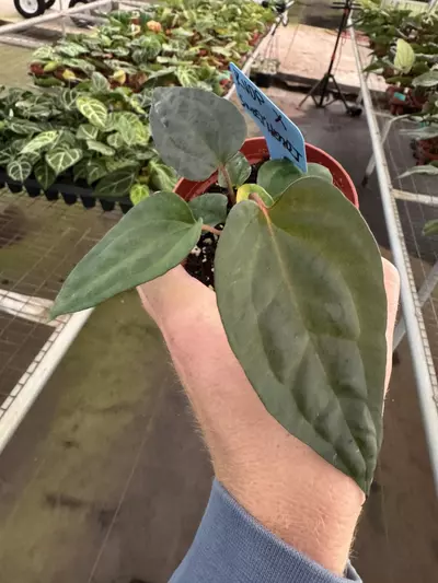 plant/Anthurium red vein dark phoenix X sweetheart 4” pot growers choice-2-thumbnail