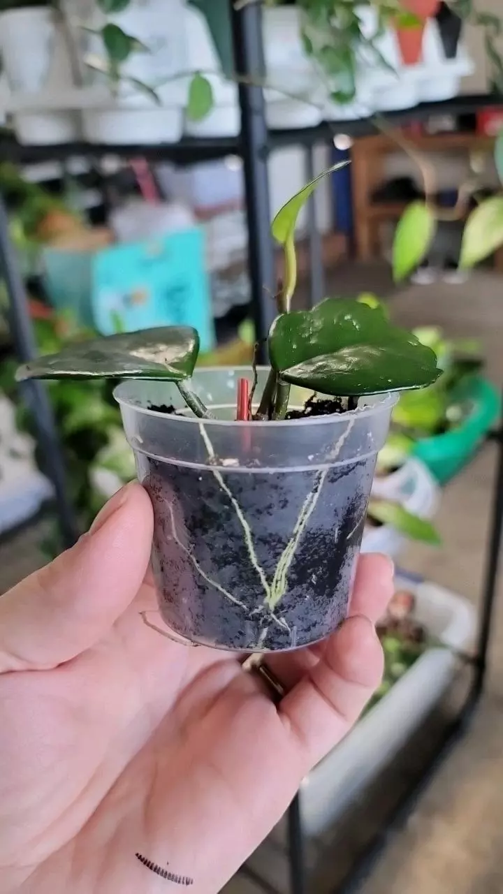 plant/Hoya Carnosa Freckles-1