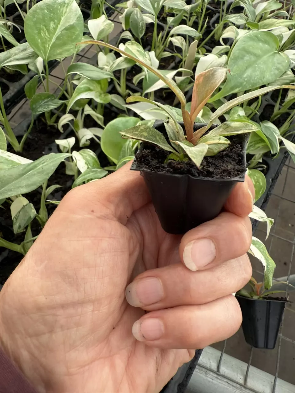 plant/Philodendron orange princess marble starter plant growers choice-5