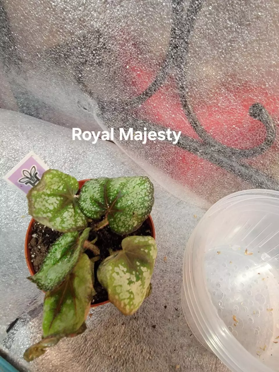 plant/Begonia Harmonys Royal Majesty-0