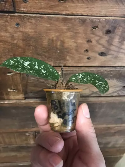 plant/Hoya SMS cv Polish Spot😍-2-thumbnail