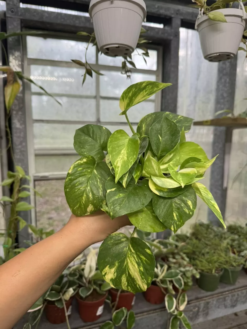 plant/Pothos Golden 4”-0