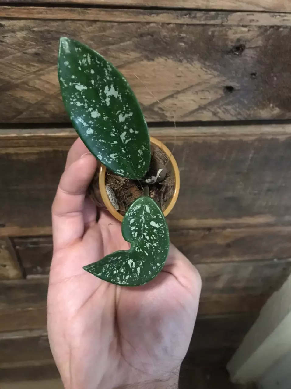 plant/Hoya SMS cv Polish Spot😍-0