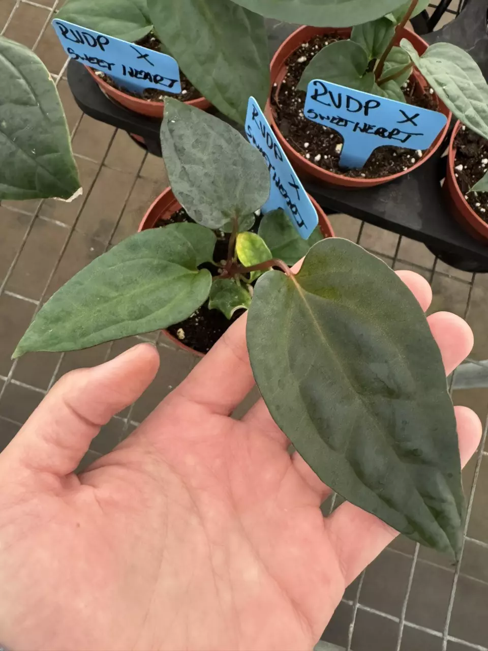 plant/Anthurium red vein dark phoenix X sweetheart 4” pot growers choice-1