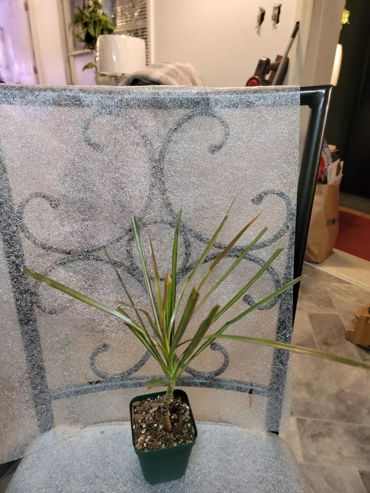 plant/Dragon Tree (Draceana Marginata Colorama)2-0