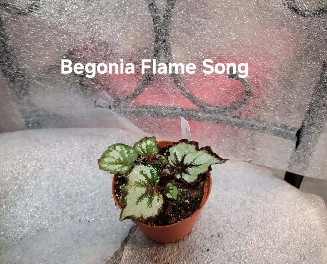 plant/Begonia Harmonys Flame Song-0