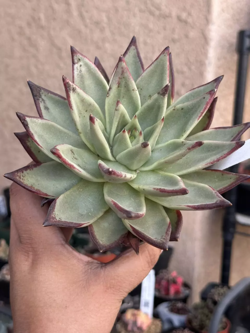 plant/Ebony-0