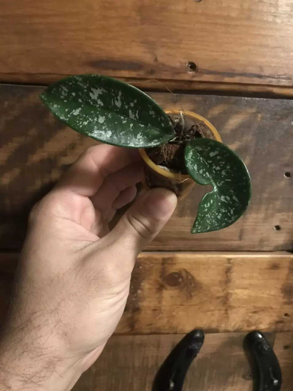 plant/Hoya SMS cv Polish Spot😍-1