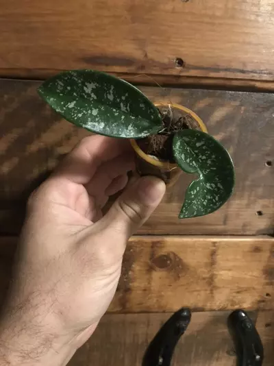 plant/Hoya SMS cv Polish Spot😍-1-thumbnail