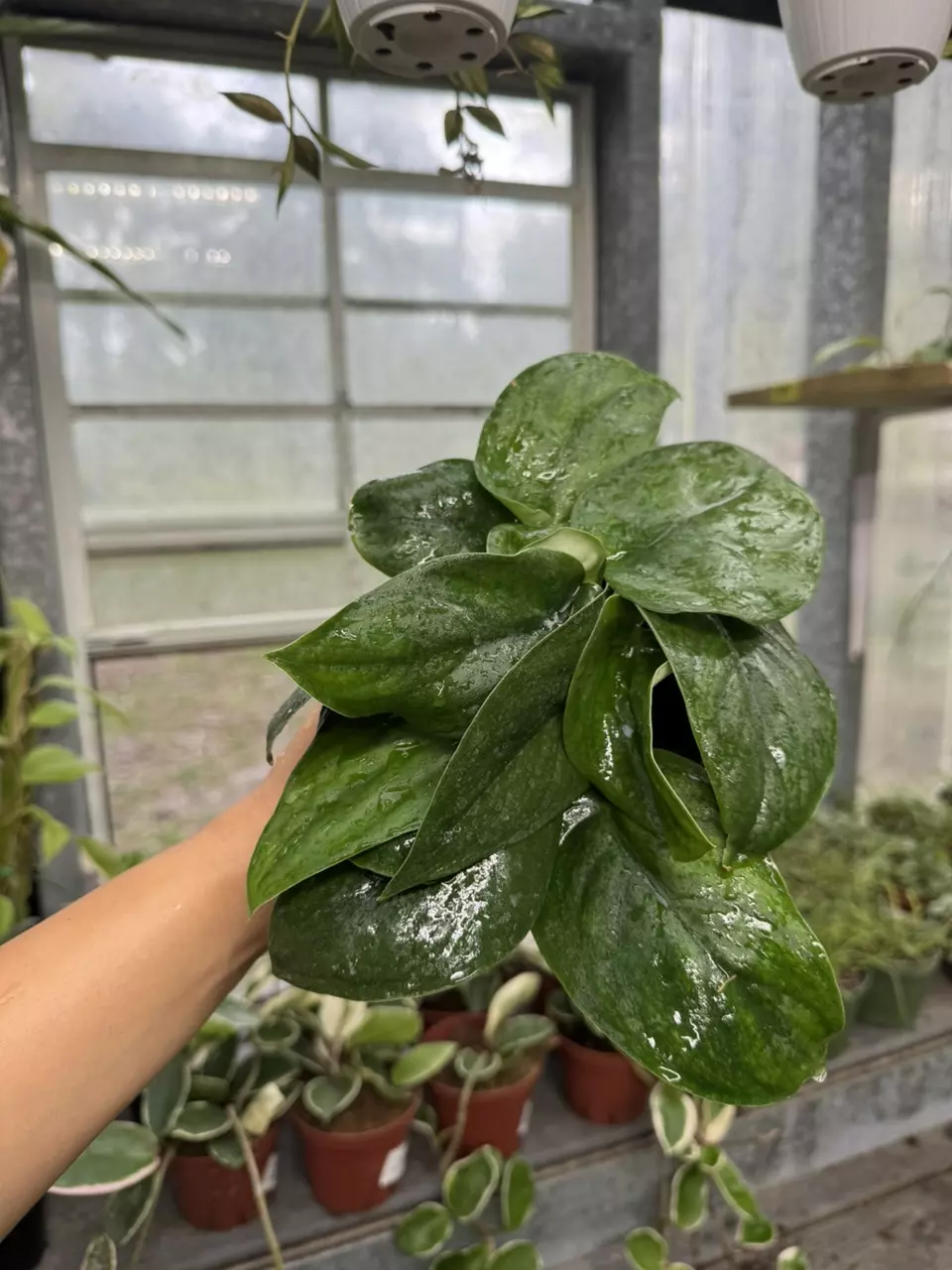plant/Scindapsus Jade Satin 4”-0