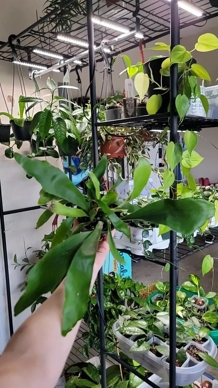 plant/Staghorn fern-2