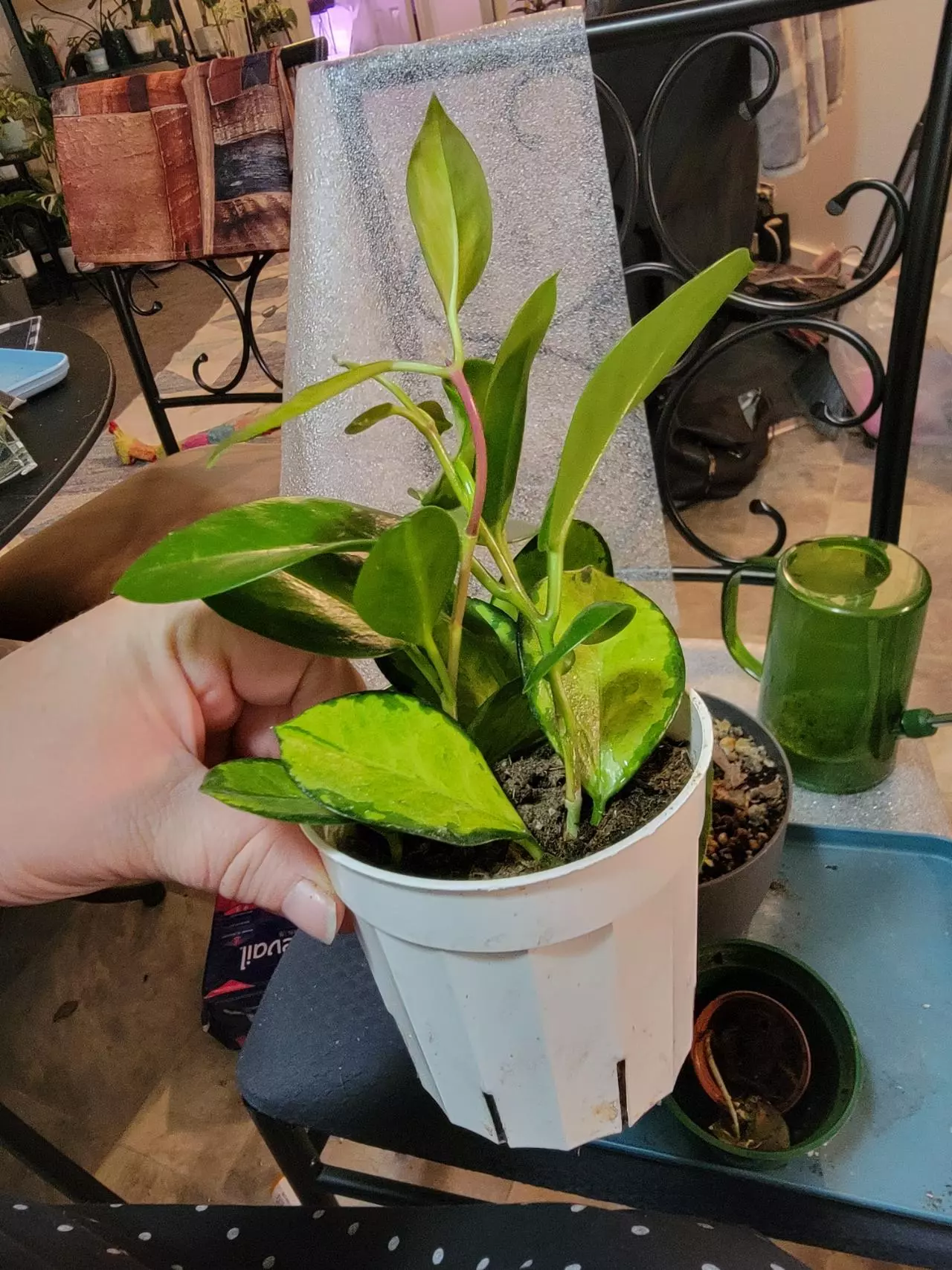 plant/Hoya Australis Lisa 5"-2