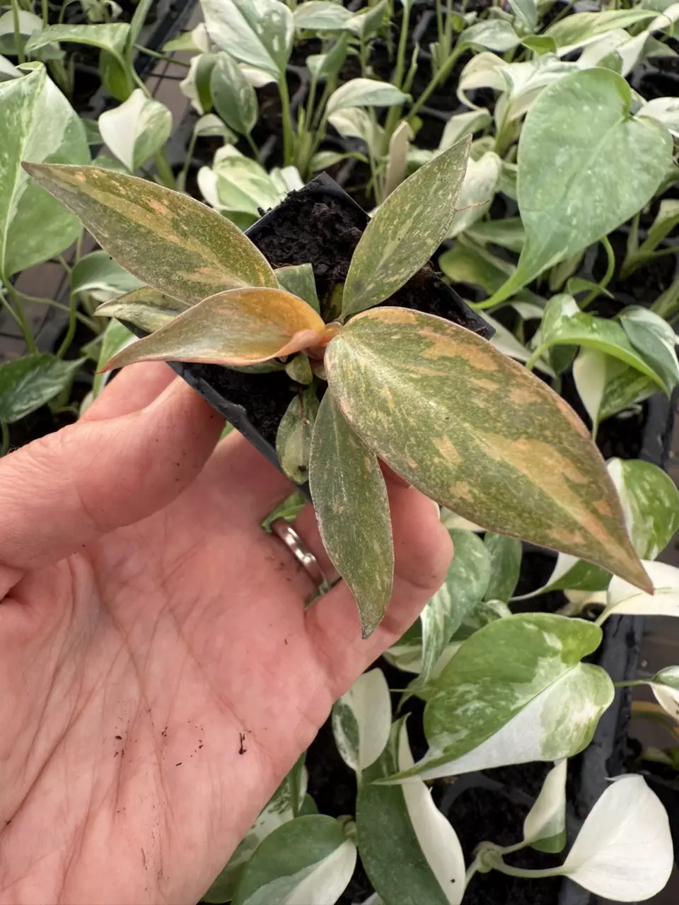 plant/Philodendron orange princess marble starter plant growers choice-1