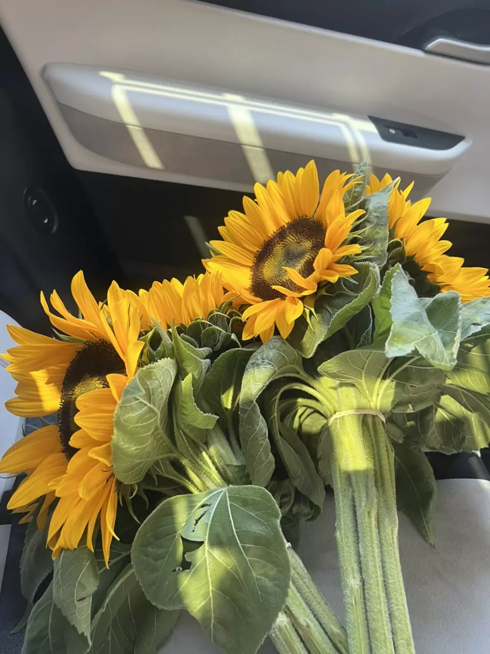 plant/NEXT DAY AIR-0