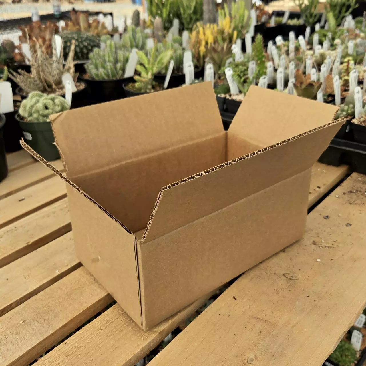 plant/Hold order for one week-0