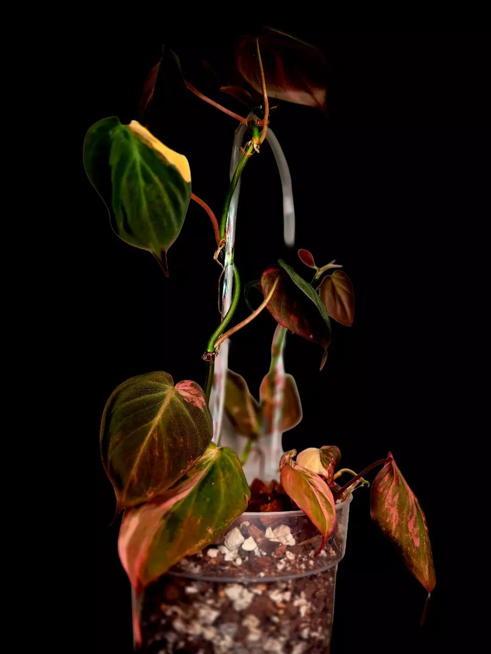 plant/4 Pink Micans Philodendron Plants in 8 inch pot with trellis-1