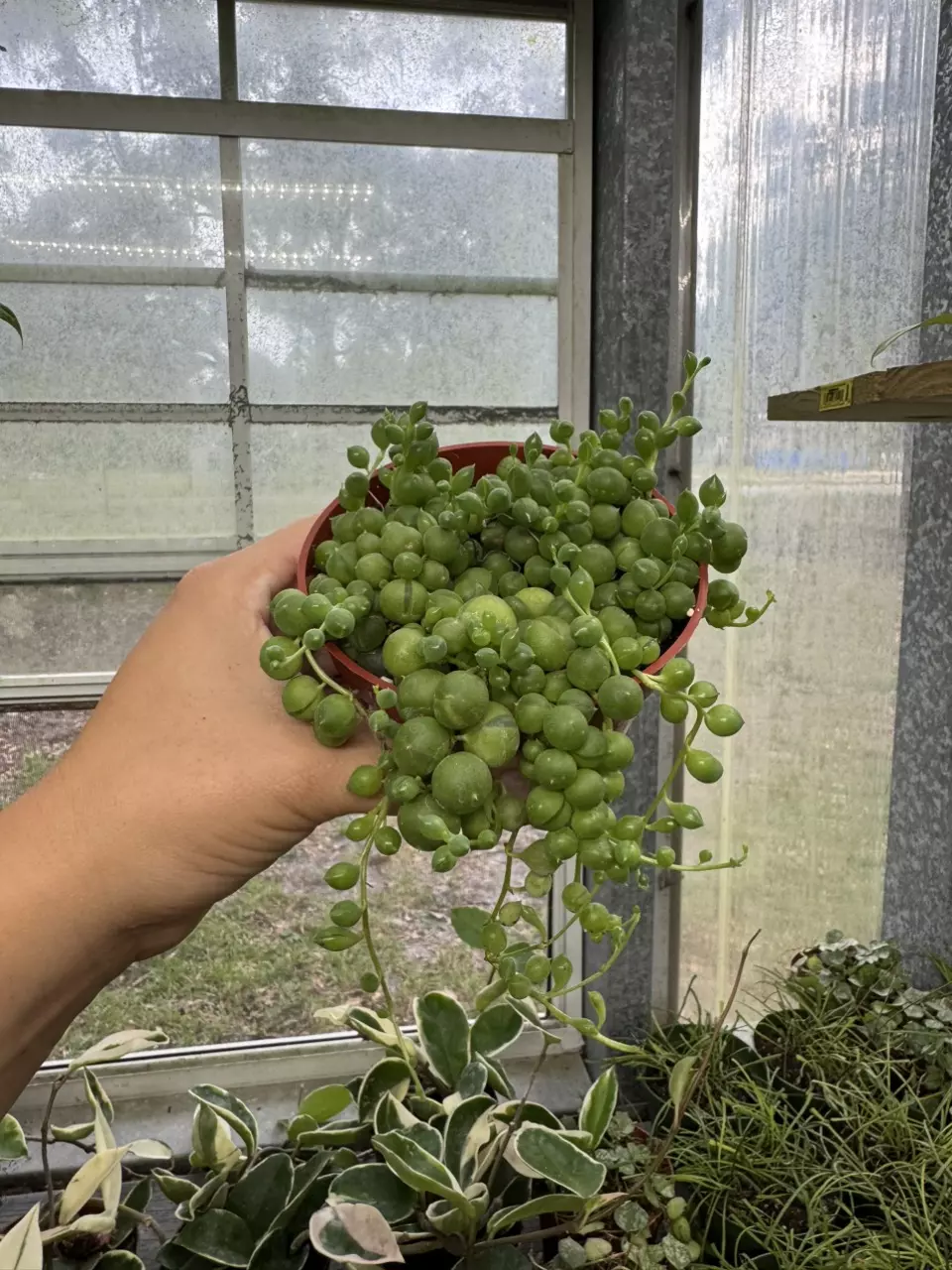 plant/String of Pearls 4”-0