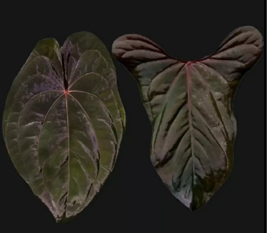 plant/Anthurium red vein dark phoenix X sweetheart 4” pot growers choice-0
