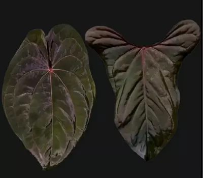 plant/Anthurium red vein dark phoenix X sweetheart 4” pot growers choice-0-thumbnail