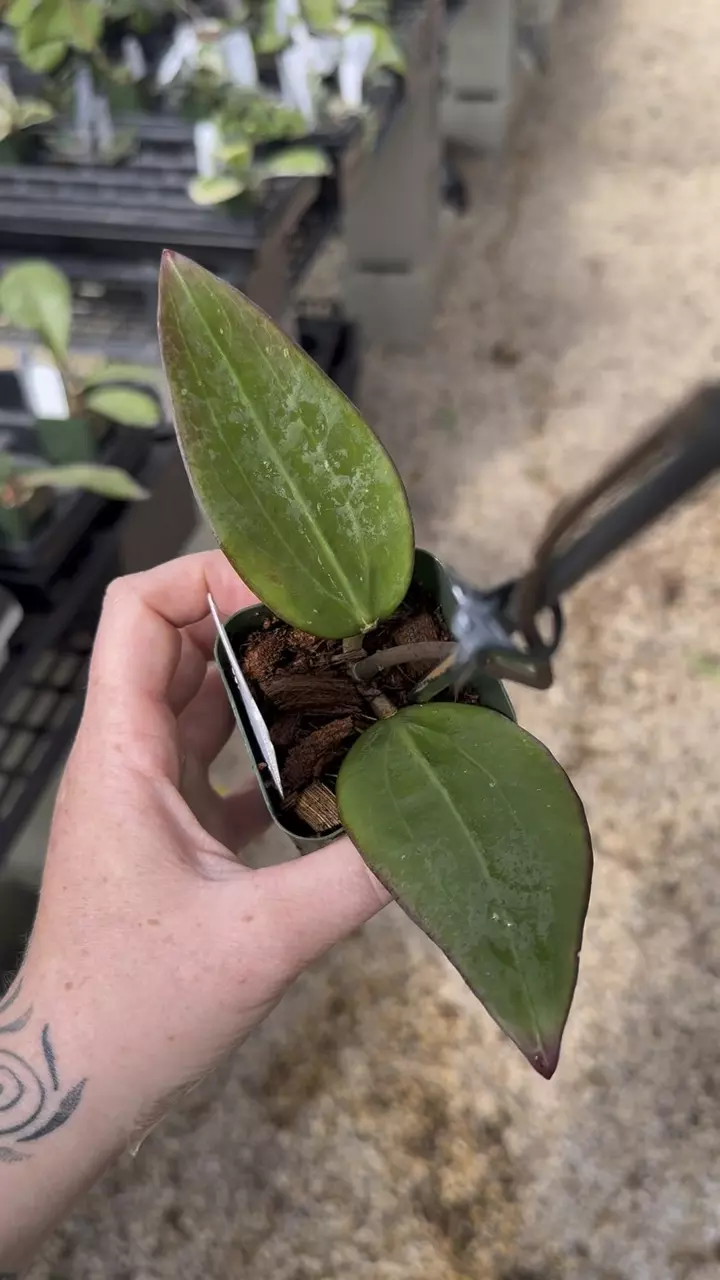 plant/PL9396: Potsii Borneo-1