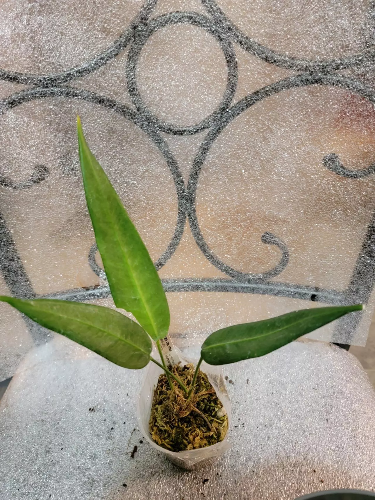 plant/Anthurium  Debilipeltatum-0