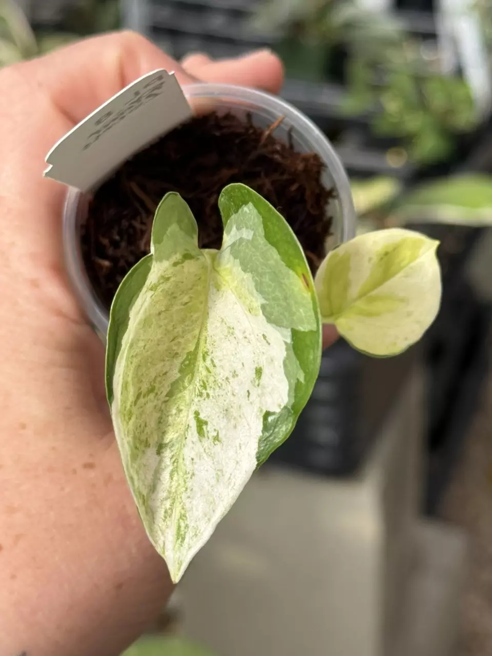 plant/PL8: Global Japan Pothos fully rooted cutting-1