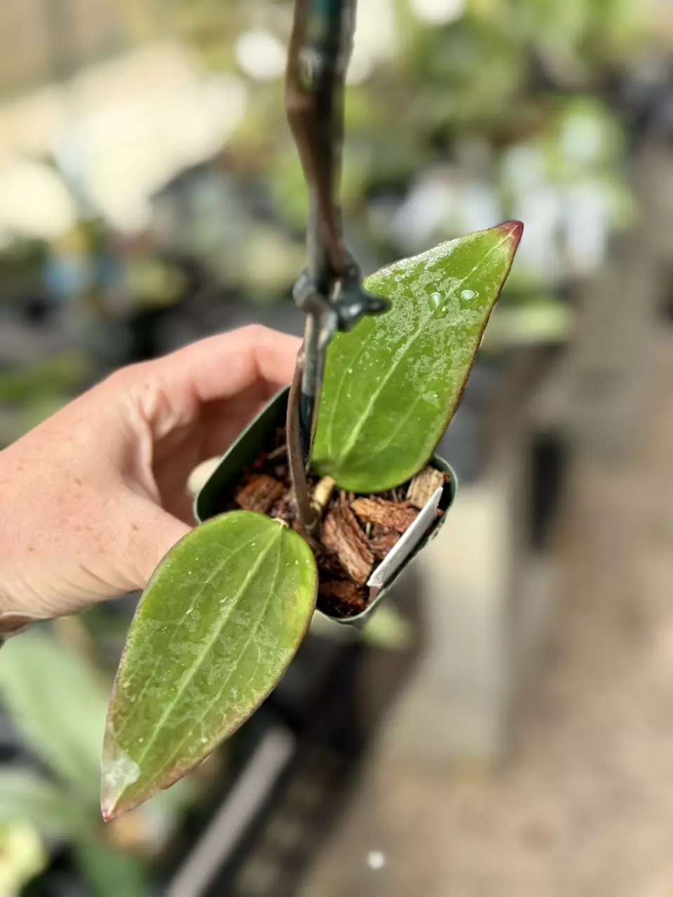 plant/PL9396: Potsii Borneo-0
