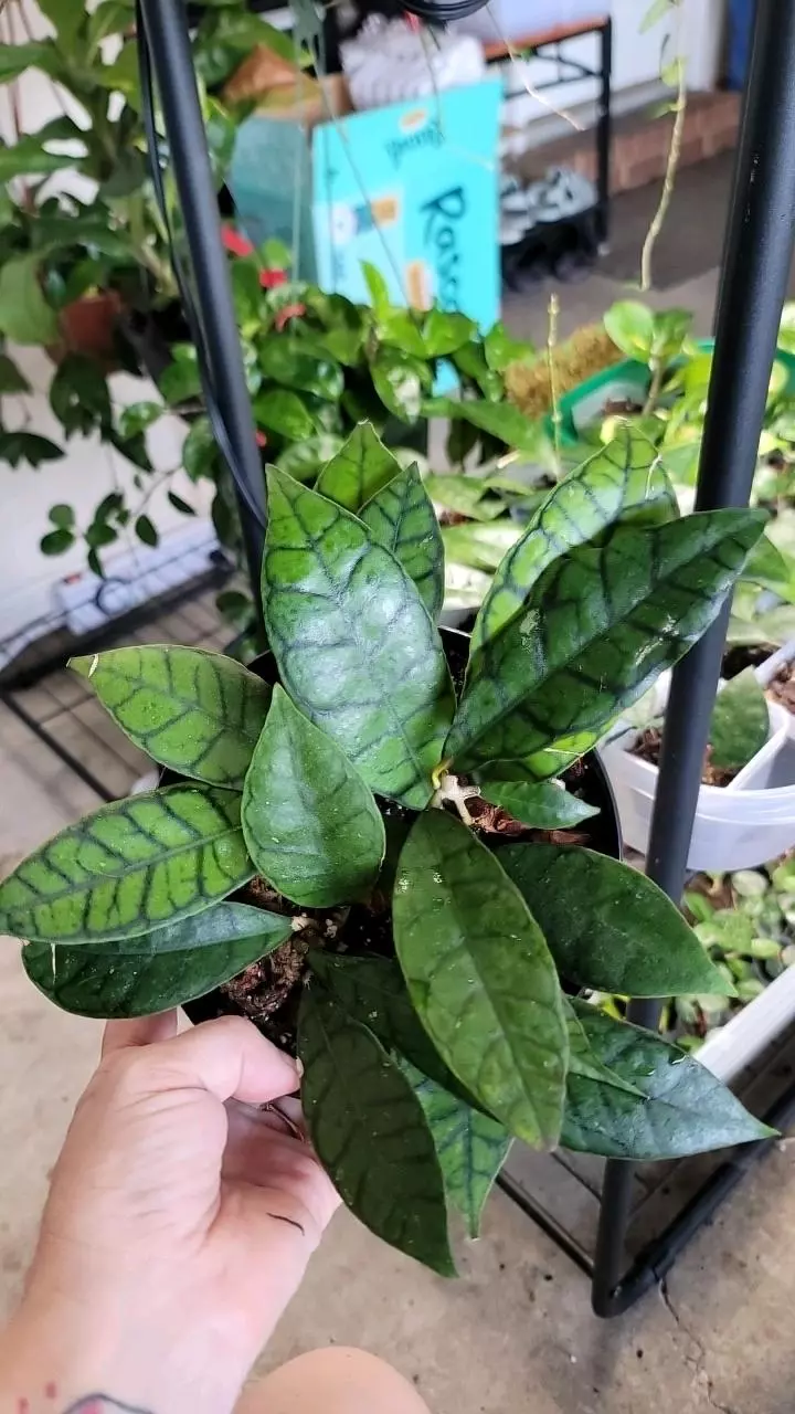 plant/Hoya Callistophylla-0