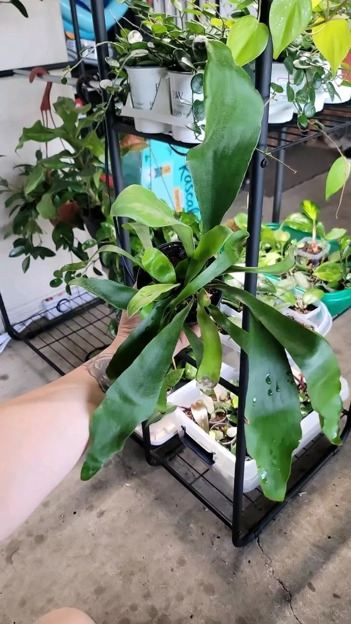 plant/Staghorn fern-0