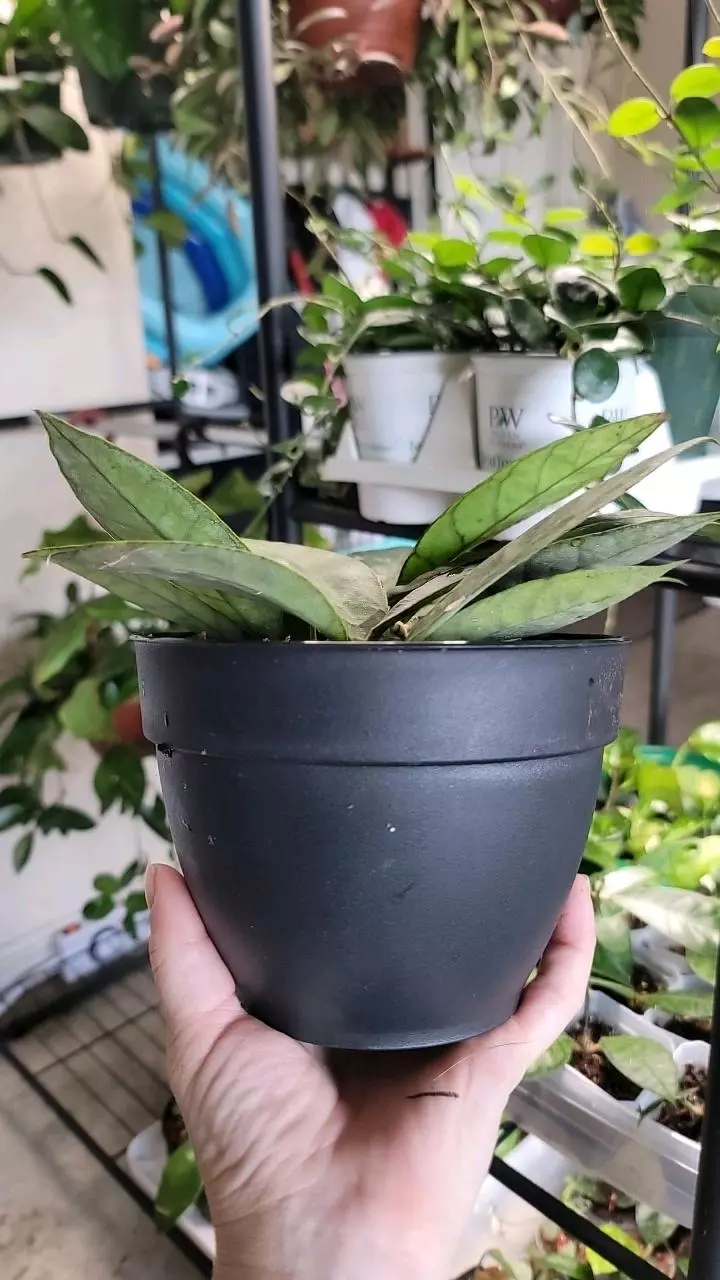 plant/Hoya Callistophylla-1