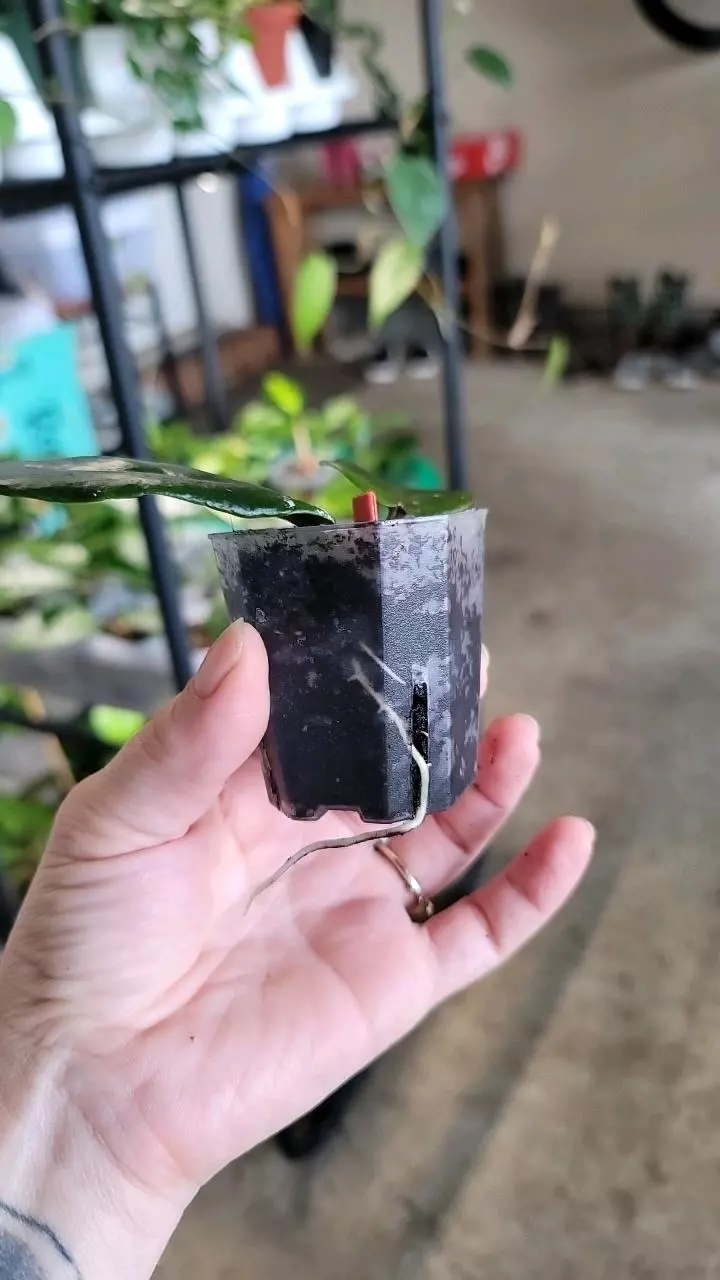 plant/Hoya Macgillivrayi-1