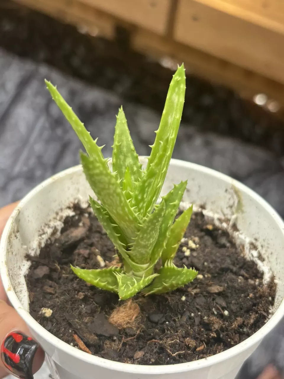 plant/Aloe Juvenna- aka Tiger Tooth Aloe-1