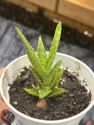 plant/Aloe Juvenna- aka Tiger Tooth Aloe-1-thumbnail