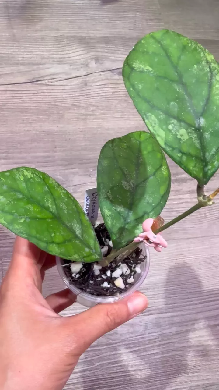 plant/Hoya Deykeae x chicken farm-1