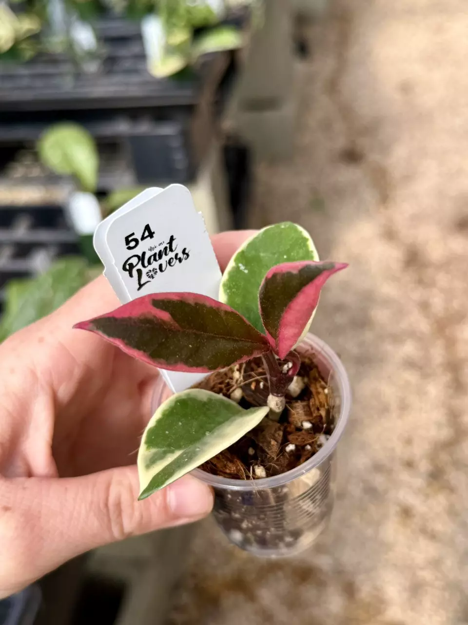 plant/PL54: Hoya Purple Pride “flamingo dream’”-0