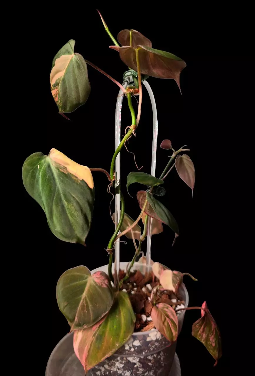 plant/4 Pink Micans Philodendron Plants in 8 inch pot with trellis-2