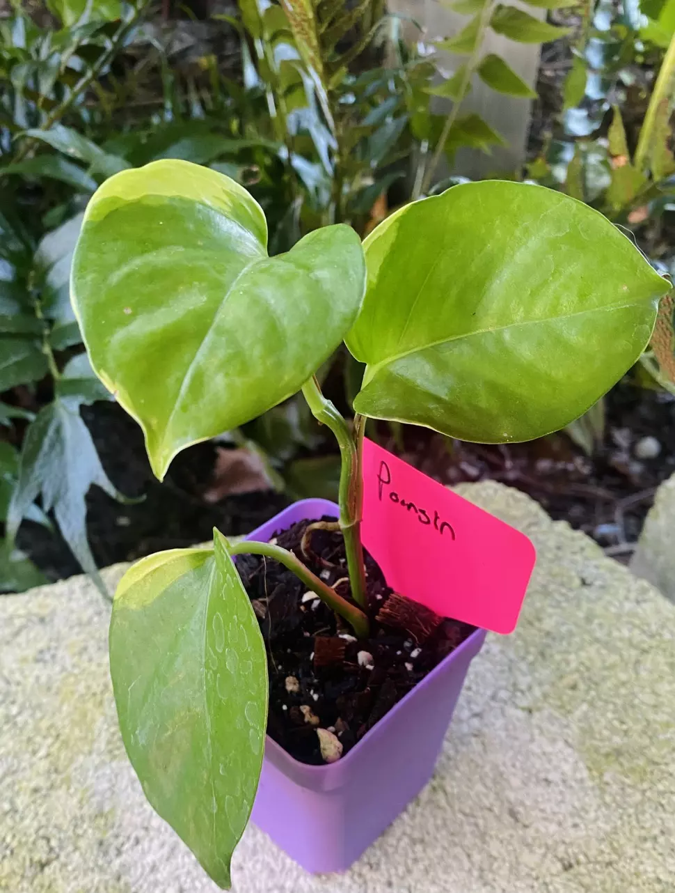 plant/Poonsin Pothos-1