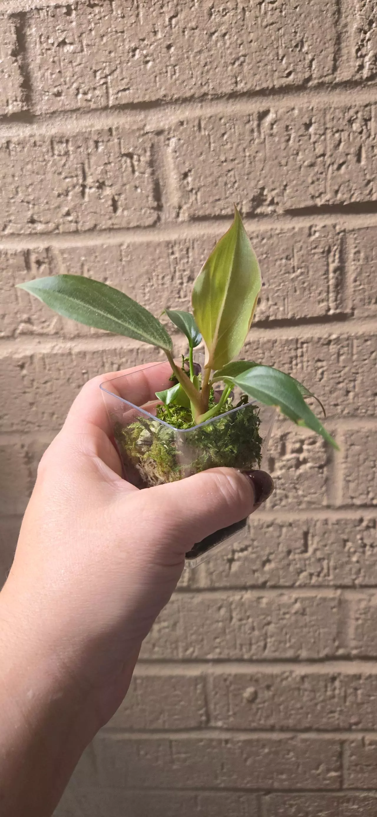 plant/Philodendron gloriousm pink back-1