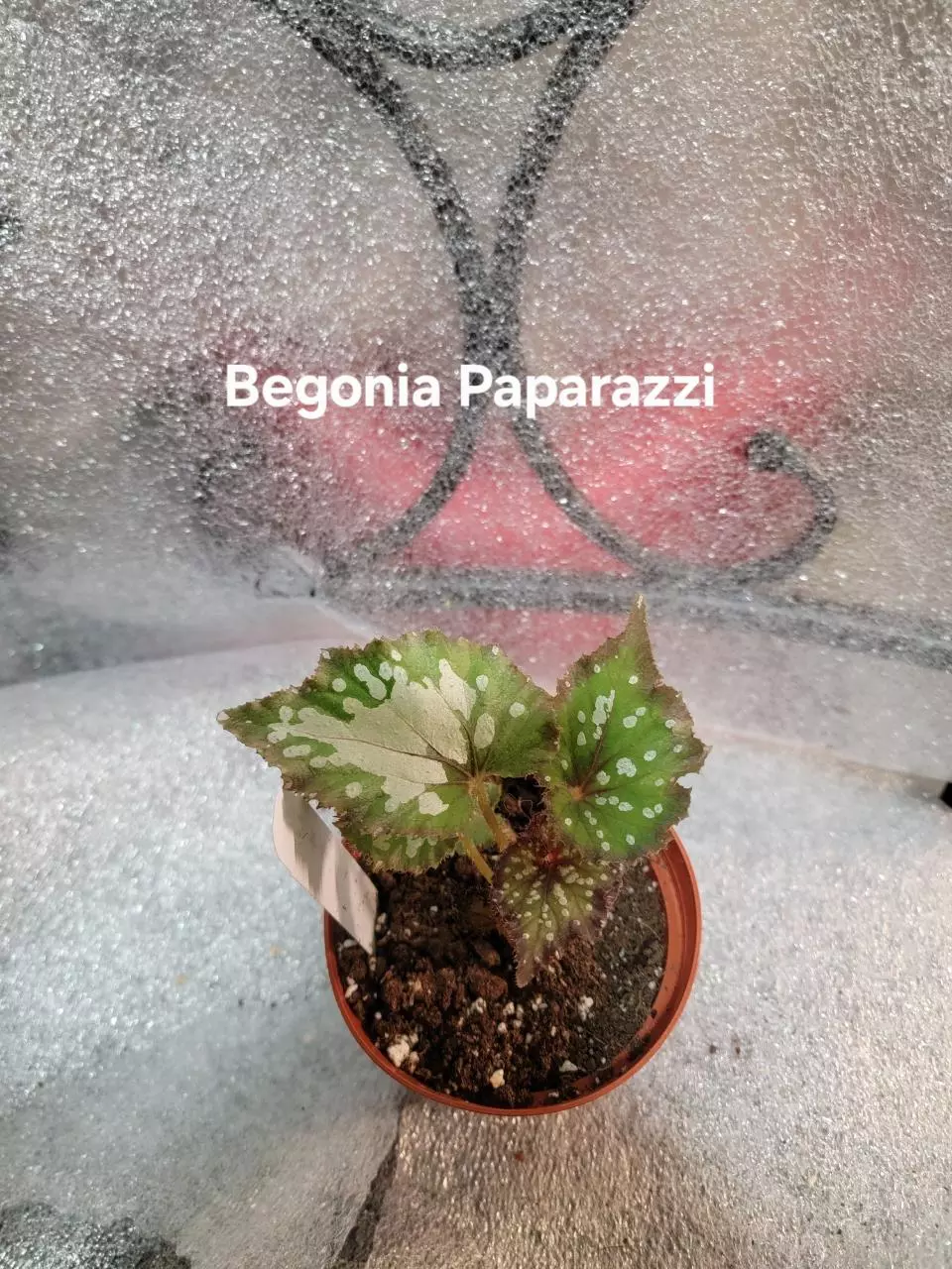 plant/Begonia Harmonys Papparazzi-0