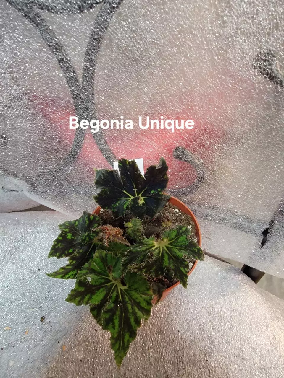plant/Begonia Harmonys Unique-0