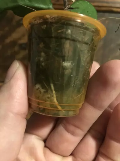 plant/Hoya SMS cv Polish Spot😍-3-thumbnail