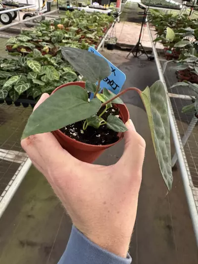 plant/Anthurium red vein dark phoenix X sweetheart 4” pot growers choice-6-thumbnail