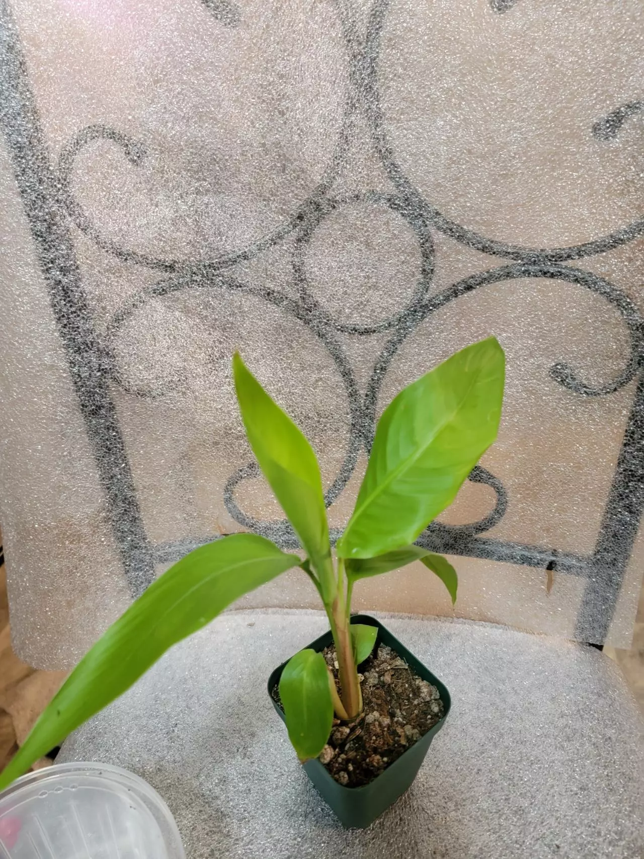 plant/*Trevor's Trail' heliconia (gorgeous flowers)-0