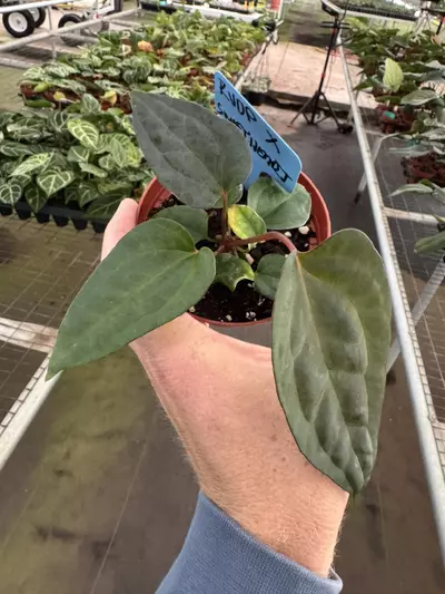 plant/Anthurium red vein dark phoenix X sweetheart 4” pot growers choice-3-thumbnail