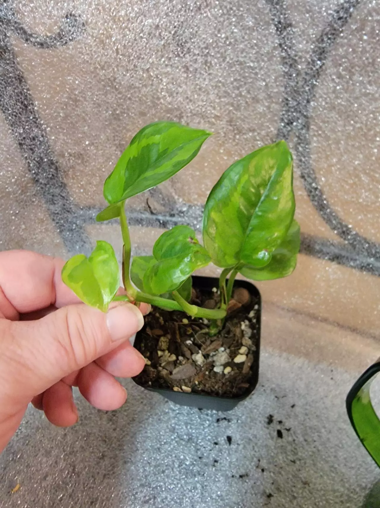 plant/Pothos Lizard Queen Starter-0