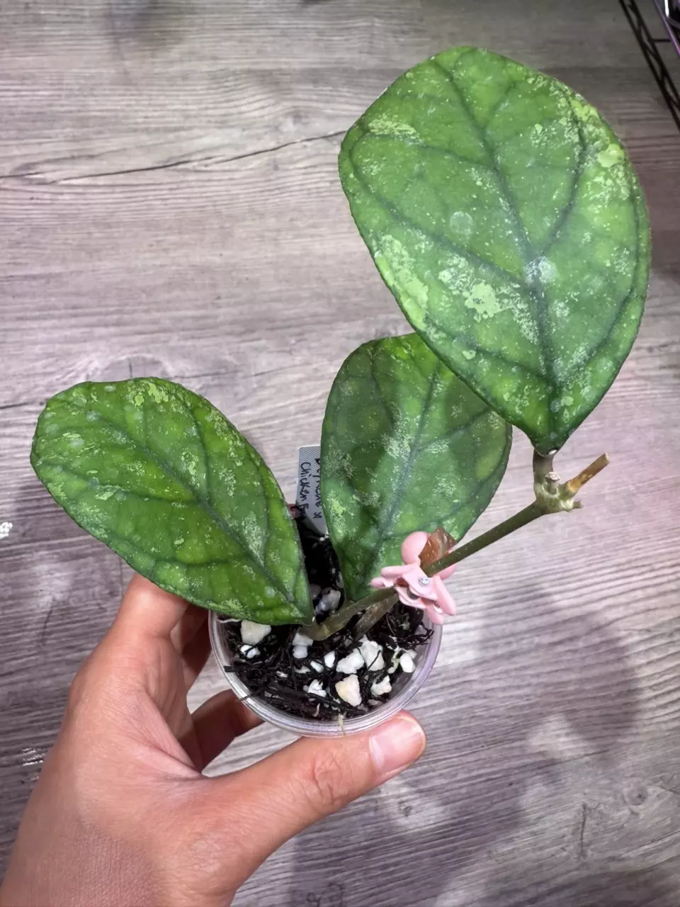 plant/Hoya Deykeae x chicken farm-0