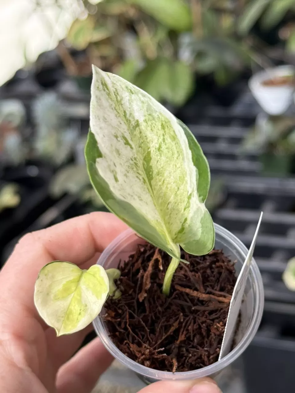 plant/PL8: Global Japan Pothos fully rooted cutting-0