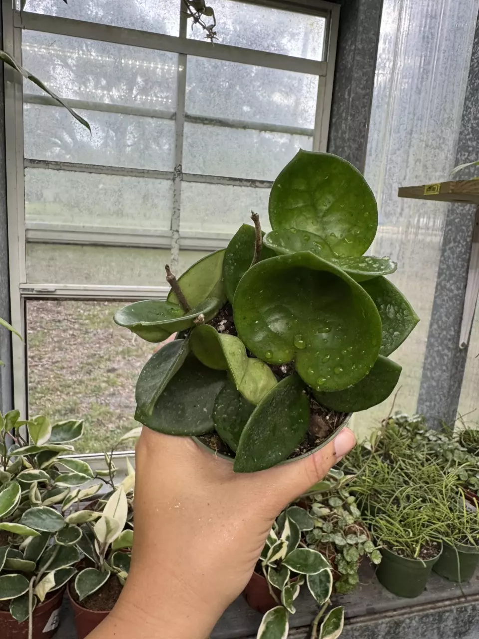 plant/Hoya Chelsea 4”-0