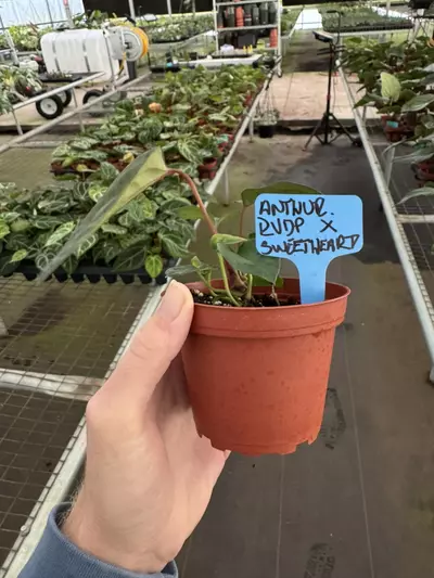 plant/Anthurium red vein dark phoenix X sweetheart 4” pot growers choice-7-thumbnail